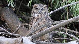 Great Horned Owl Perched On Driftwood