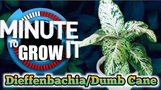 How to Propagate Dieffenbachia or Dumb Cane in One Minute ⏱️