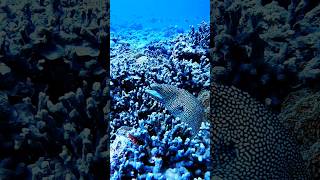 Fish or a Snake? #wildlife #animals #animalshorts #strangerthings #creative #viral #beautiful #ocean