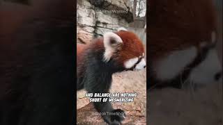 Red Panda Overload: Cuteness in 60 Seconds! ❤️