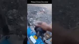 Crow