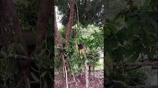 Rescatando lianas de orquidea vainilla pompona