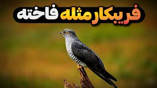 این پرنده بزرگترین کلاهبردار طبیعت است: پرنده فاخته