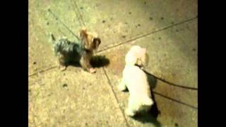 Сute dog lumps playing