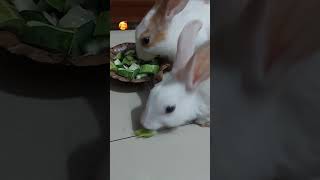 rabbit baby 🐇 #rabbit #cute #baby