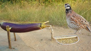 Experiment quail bird trap make from eggplant fruit - Easy make a quail bird trap