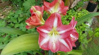 A splash of colour in the food garden