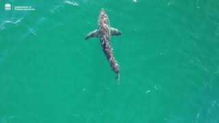 NSW Shark Listening Stations tagging results