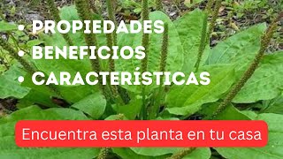 Beneficios y Usos del Llantén - Plantas Que Curan