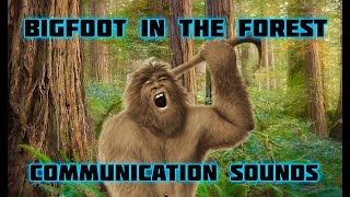 BIGFOOT IN THE FOREST - COMMUNICATION SOUNDS