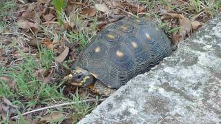 Rare : red-footed tortoise with yellow feet