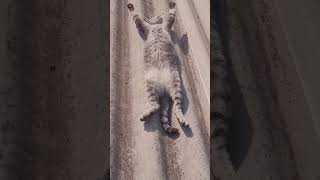 Cat 😺 sunbathing on the roof #shorts #animallover #cats #catshorts #youtubeshorts #trending