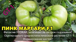 Фитактив УРОЖАЙ, затягивает ли он срок созревания? ПИНК МАРГАРИ F1. Оценка растения