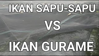 BUDIDAYA IKAN GURAME DI KOLAM TERPAL KECIL - IKAN SAPU SAPU VS IKAN GURAME