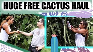 U PICK FREE Cactus - Haul & Adventure / Peruvian Apple, Prickly Pear, Succulent, Edible Fruiting