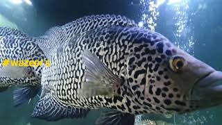 Jaguar Cichlid