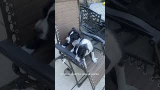 Cute Puppies Growing up Together