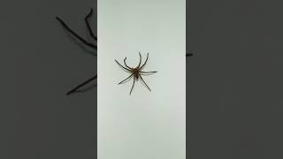 Laba - Laba Gede Banget | Big Spider #shorts