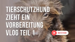 Tierschutzhund zieht ein / Vorbereitung