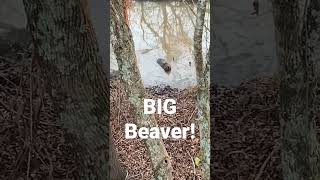 #shorts #beavers #mississippi