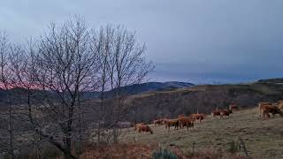 Relaxing Sunrise in Nature with Cowbells 🇪🇸