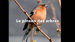 Le pinson des arbres