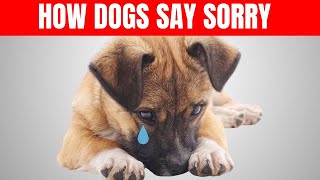 HOW DO DOGS APOLOGIZE TO HUMANS?