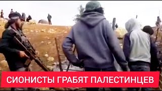 СИОНИСТЫ воруют СКОТ у палестинцев на Западном БЕРЕГУ.  Это ОККУПАЦИЯ