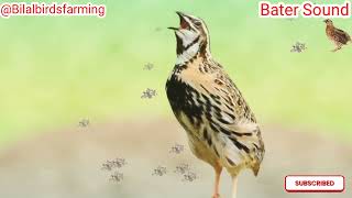 Quail catch hunting||Batir Voice for night hunting