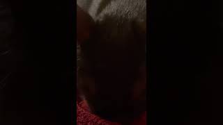 Cat Kneading video.  Cats love this, listen to the purring 🐈‍⬛