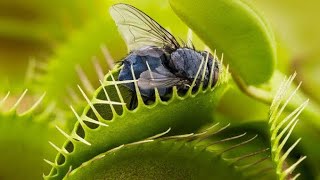 Carnivorous Plant | Venus Flytraps