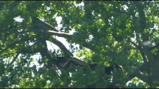 Bald Eagle Nest Update May 21 2022