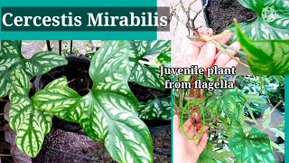 Ways to propagate Cercestis Mirabiles and Care