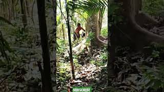 Very Dangerous tree felling tutorial, precision tree felling, flying tree felling #shorts #fail