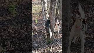 Treeing walker and Plott English Cross Coonhound #shorts