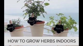 How to grow herbs indoors