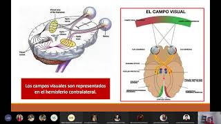 Lóbulo Occipital