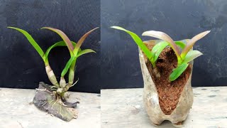 CREATIVE WAY TO PLANT ORCHIDS USING DISPOSABLE BOTTLES