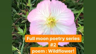 Full moon poetry series #2 | Wildflower | My Poems collection | travel vlog #poetry #poem