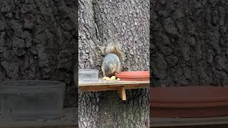 Preggy squirrel loves to eat apple