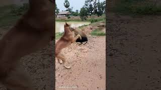 Monkey vs dog friendship 👖👖#shorts #viral #monkey #dog #friendship