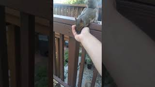 Squirrel