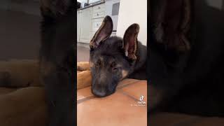 German Shepherd  Ears Grow into pointed