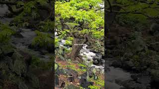 Relaxing Nature Sounds #botanicalgarden #shorts #hawaii #honolulu