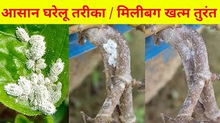 मीलीबग जड़ से खत्म तुरंत सस्ता आसान घरेलू तरीका / Mealybug Treatment / Mealybug Ko Kaise Hataye