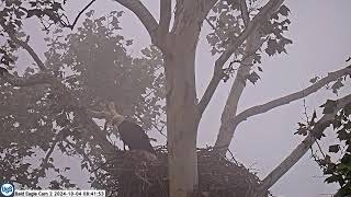 USS Bald Eagle Cam 2 on 10-04-24 @ 08:41 Squirrel comes into the nest 24V1 pounces and misses