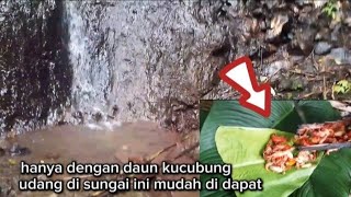 cara mudah menangkap udang air tawar⁉️hasil tangkapan melimpah