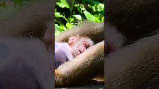 #monkey #babymonkey #monkeycry #newbabymonkey #newbornbaby #fbreel #facebook #short #shortvideos #Mo