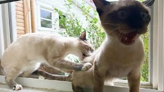 ПРИКОЛЫ С ЖИВОТНЫМИ ДО СЛЕЗ / Смешные КОТЫ 2022 / Приколы с КОТАМИ / Funny ANIMALS video