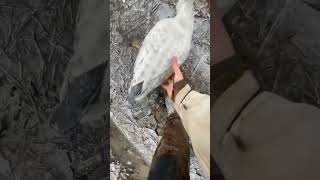 Aves congeladas son salvadas